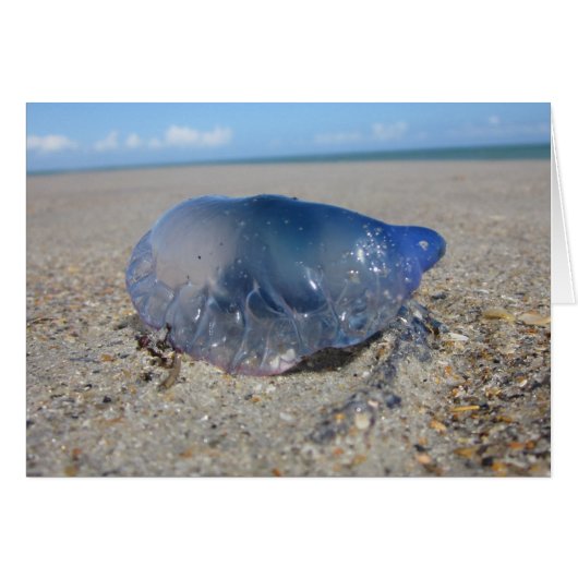Portuguese Man o’ War II Cards (Front Horizontal)