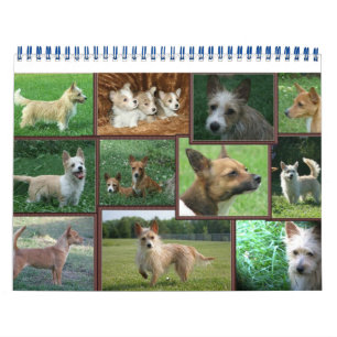 Portuguese Podengo Pequeno calendar