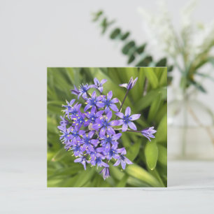 Portuguese Squill Flowers Closeup Nature Photo Note Card