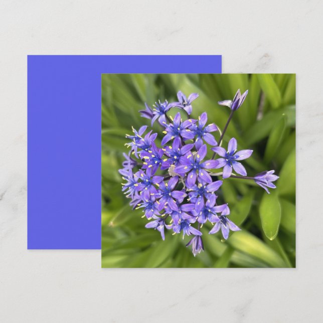 Portuguese Squill Flowers Closeup Nature Photo Note Card (Front/Back)