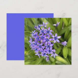 Portuguese Squill Flowers Closeup Nature Photo Note Card