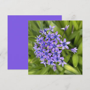 Portuguese Squill Flowers Closeup Nature Photo Note Card