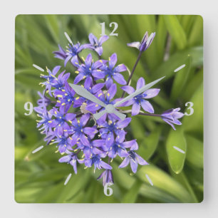 Portuguese Squill Flowers Closeup Nature Photo Square Wall Clock