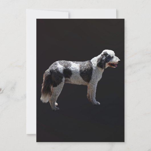 Portuguese Water Dog (Front)