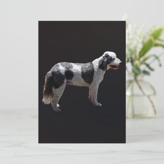 Portuguese Water Dog (Standing Front)