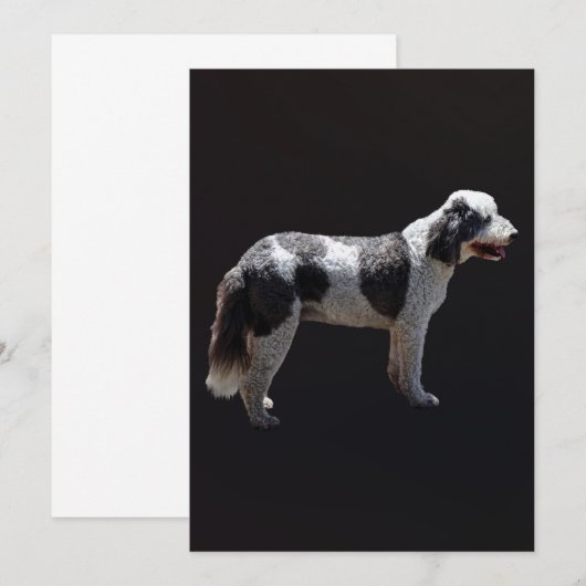 Portuguese Water Dog (Front/Back)