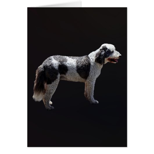 Portuguese Water Dog (Front)