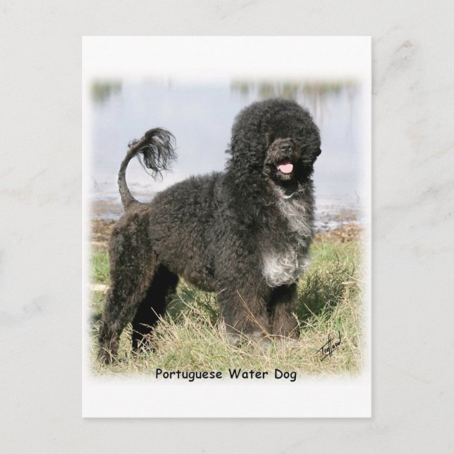 Portuguese Water Dog 9Y154D-030 Postcard (Front)