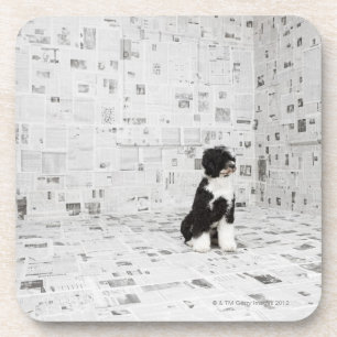 Portuguese Water Dog in room covered in Beverage Coaster