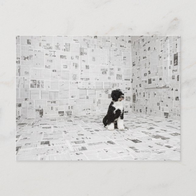 Portuguese Water Dog in room covered in Postcard (Front)