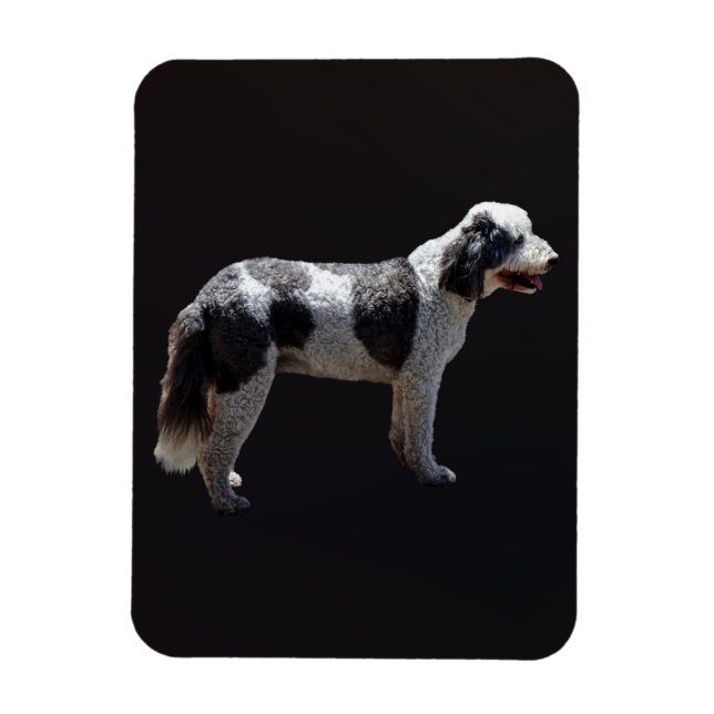 Portuguese Water Dog Magnet (Vertical)