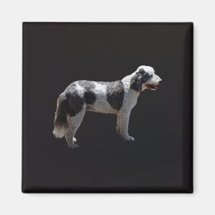 Portuguese Water Dog Magnet