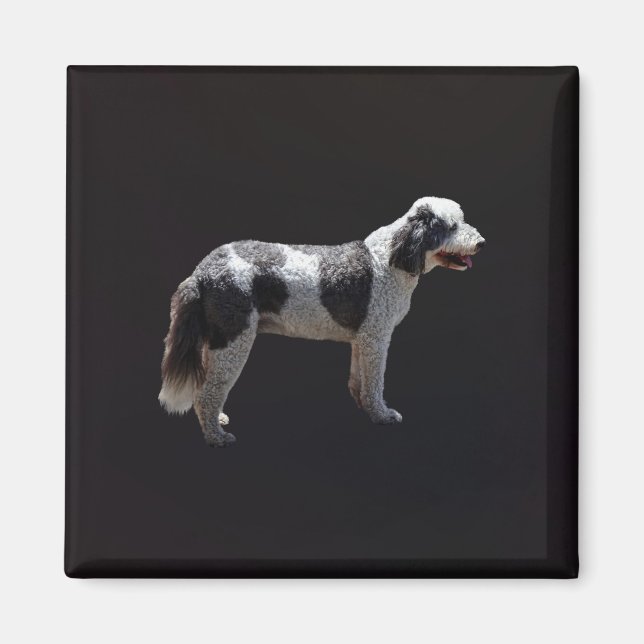 Portuguese Water Dog Magnet (Front)