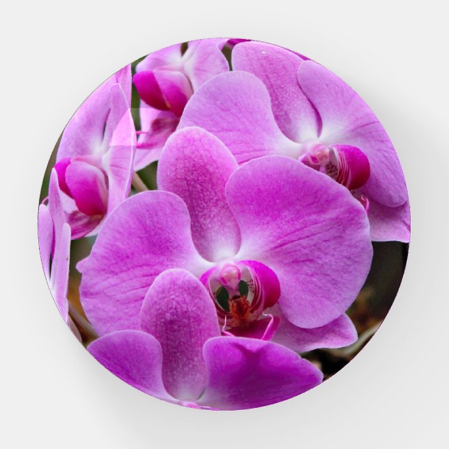 Posh Purple Orchids Paperweight (Front)