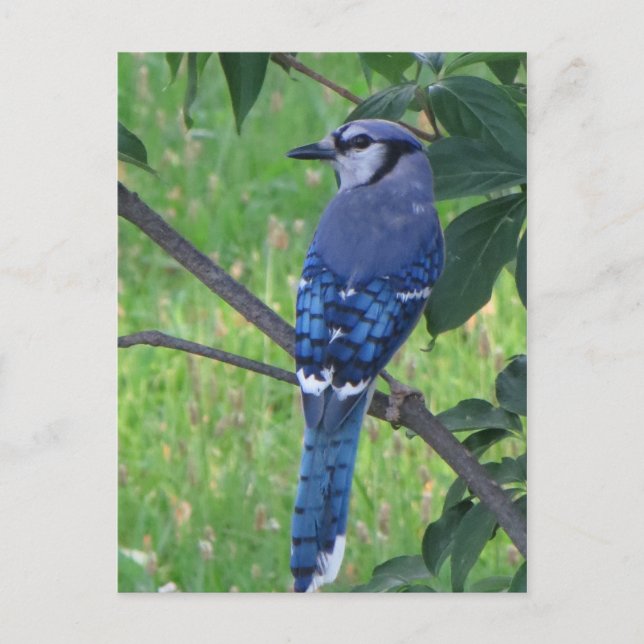 Posing Blue Jay Postcard (Front)
