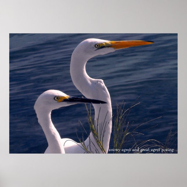 Posing Egrets Poster (Front)