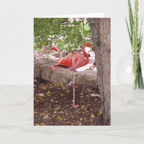 Posing Flamingo Thank You Card