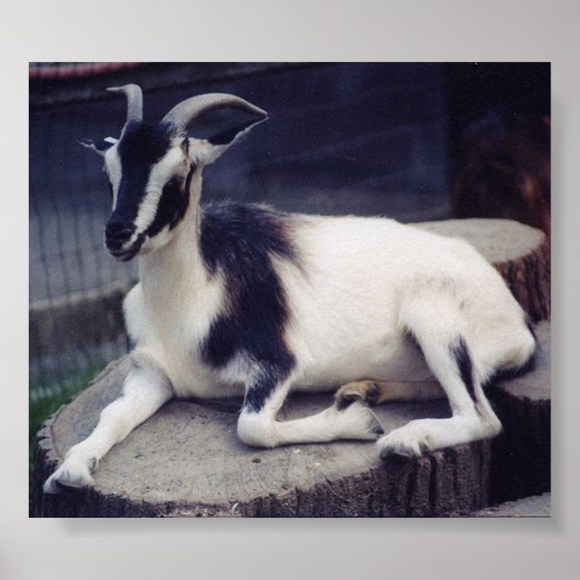 Posing Goat Poster (Front)