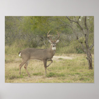 Posing Male Whitetail Deer Poster