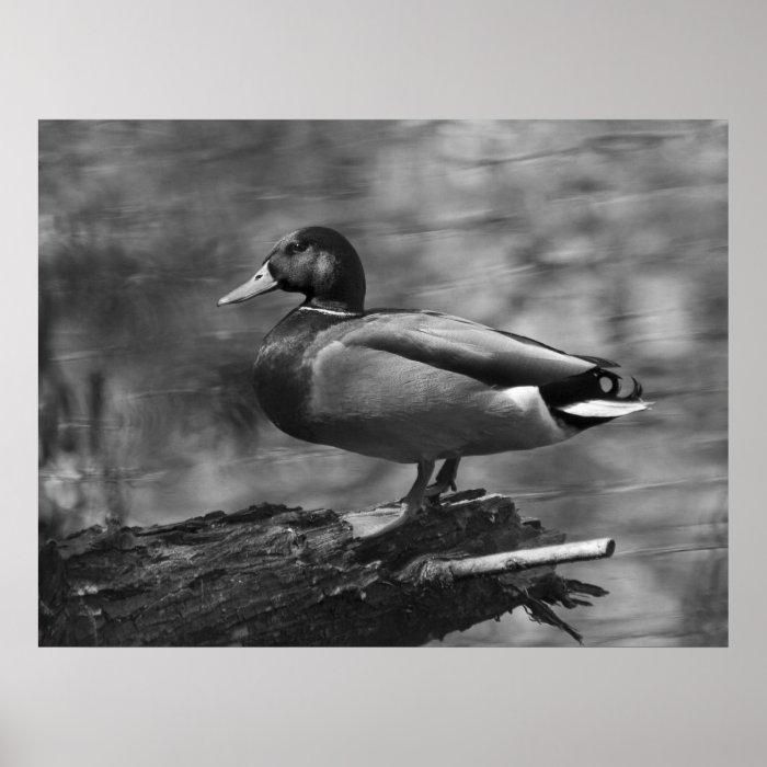 Posing Mallard Posters