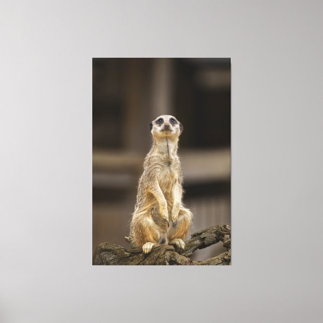 Posing Meerkat Canvas Print (Front)