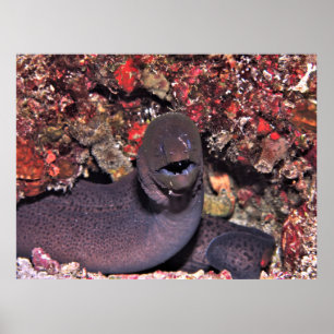 Posing Moray Poster