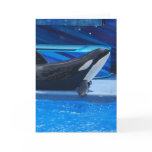 Posing Orca Greeting Card