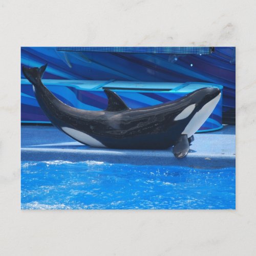 Posing Orca Postcard