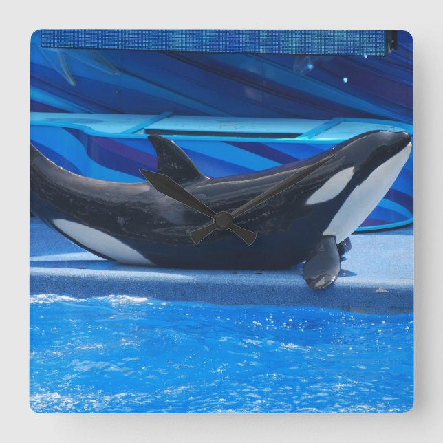 Posing Orca Wall Clock (Front)