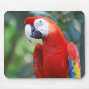 Posing Parrot Mouse Pad