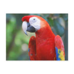 Posing Parrot Postcard