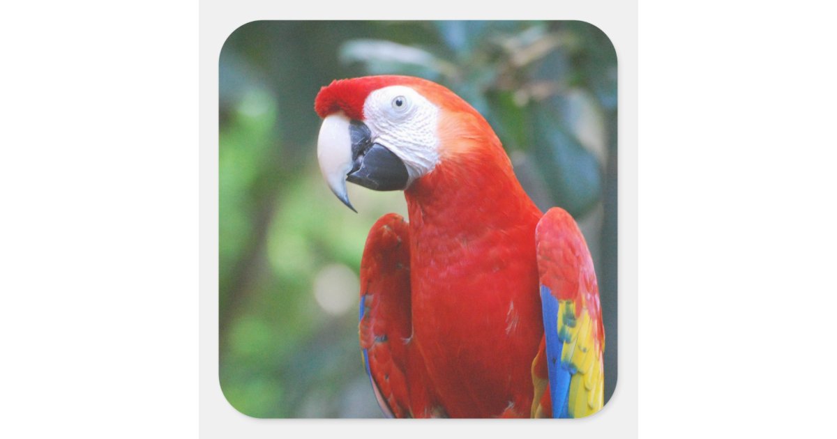 Posing Parrot Stickers | Zazzle