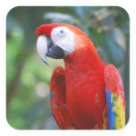 Posing Parrot Stickers