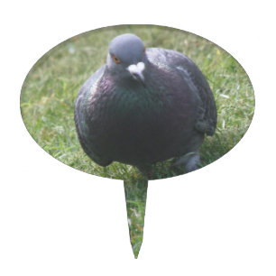 Posing Pigeon Cake Pick