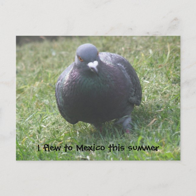 Posing Pigeon Custom Postcard (Front)
