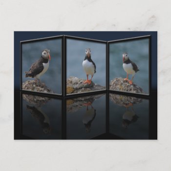 Posing Puffin Postcard by Welshpixels at Zazzle