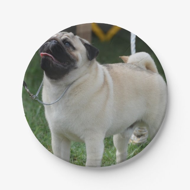 Posing Pug Paper Plates (Front)