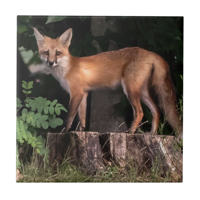 Posing Red Fox    Ceramic Tile (Front)