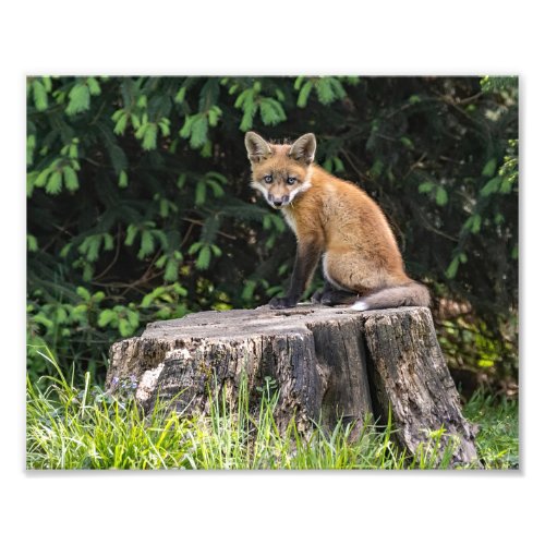 Posing Red Fox Kit  Photo Print