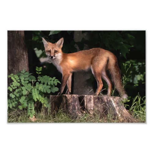 Posing Red Fox   Photo Print