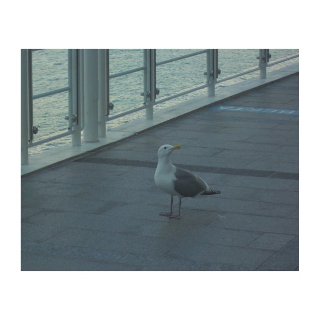 Posing Seagull Wood Canvas (Front)