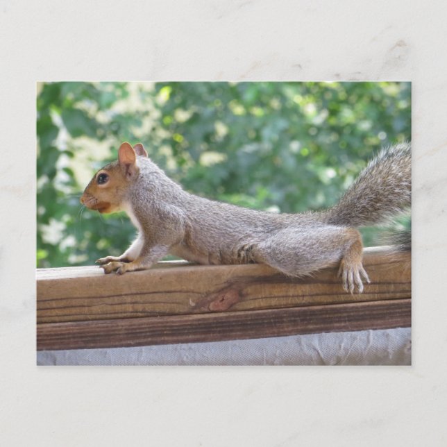 Posing Squirrel Postcard (Front)