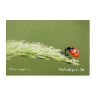 Positive motivational quote with little ladybug acrylic print