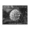 Positive Thinking Saying with Dandelion