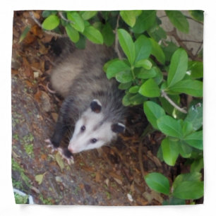 Possum Bandana
