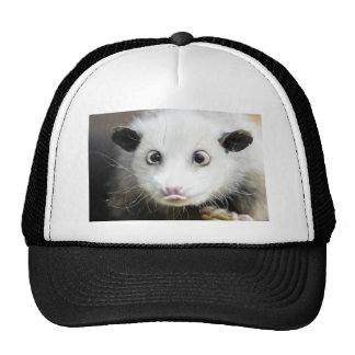 Possum Hats | Zazzle