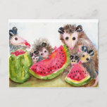 Possum Family Picnic Postcard at Zazzle