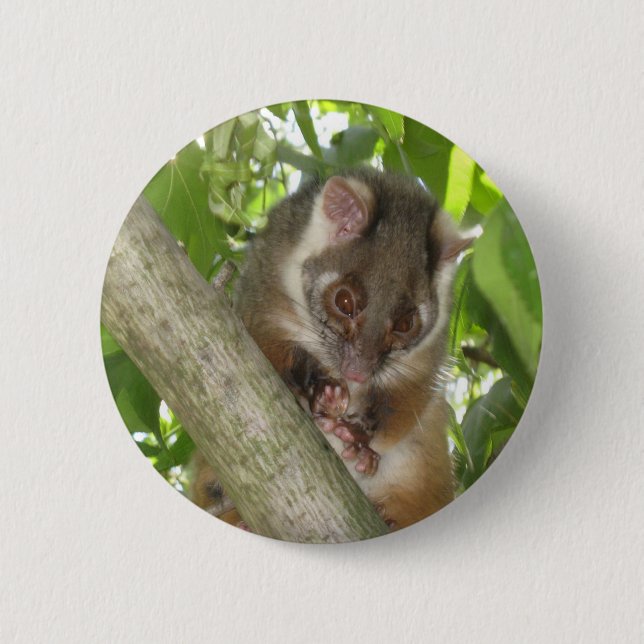 Possum In A Tree Button (Front)