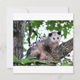 Possum, mama and babies card