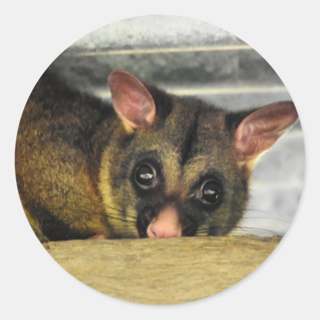 POSSUM QUEENLAND AUSTRALIA CLASSIC ROUND STICKER (Front)